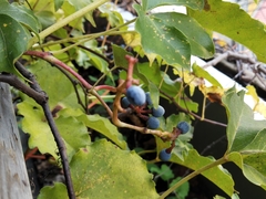 Parthenocissus tricuspidata