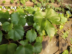Parthenocissus tricuspidata