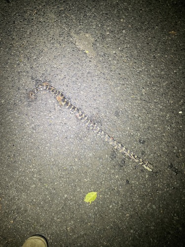 Stephens' Banded Snake sighting