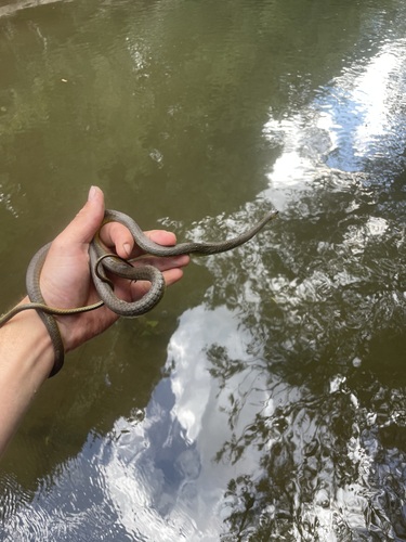 Common Tree Snake sighting