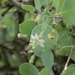 Lycium boerhaviifolium - Photo (c) Jim Morefield, μερικά δικαιώματα διατηρούνται (CC BY), uploaded by Jim Morefield