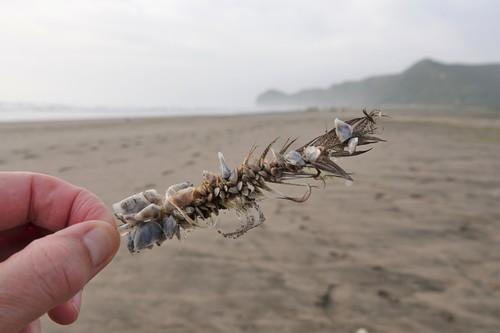 photo of Small Goose Barnacle (Lepas pectinata)