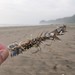 photo of Small Goose Barnacle (Lepas pectinata)