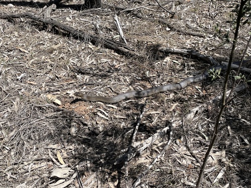 Eastern Brown Snake sighting