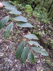 Glochidion acuminatum