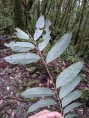 Glochidion acuminatum