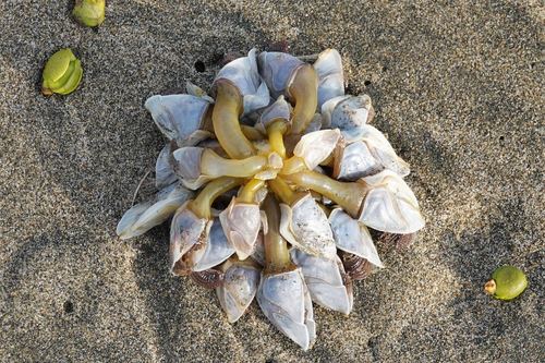 photo of Buoy Barnacle (Dosima fascicularis)