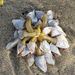 photo of Buoy Barnacle (Dosima fascicularis)