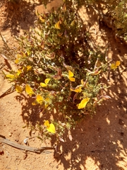 Aspalathus rycroftii