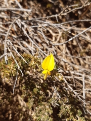 Aspalathus rycroftii