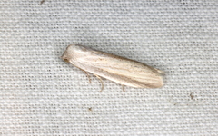 Prionopterina grammatistis