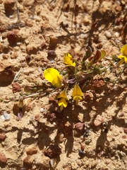 Aspalathus rycroftii