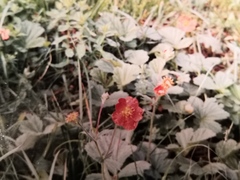 Geum coccineum