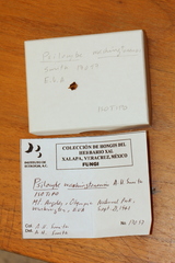 Psilocybe washingtonensis