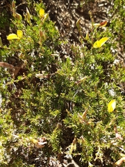 Aspalathus rycroftii