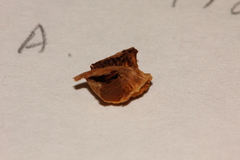 Psilocybe washingtonensis