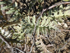 Cynara algarbiensis