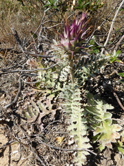 Cynara algarbiensis