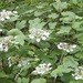 Guelder-Rose - Photo (c) Какошкина Татьяна Васильевна, some rights reserved (CC BY-NC)