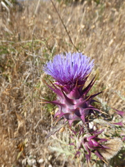 Cynara algarbiensis