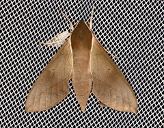 Theretra indistincta