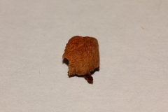 Psilocybe washingtonensis