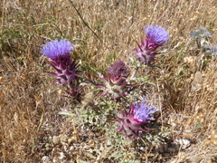 Cynara algarbiensis