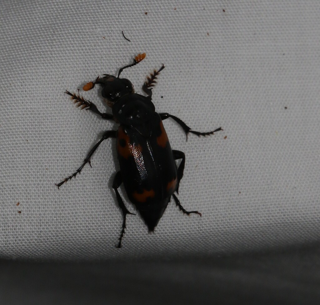 Nicrophorus huerni