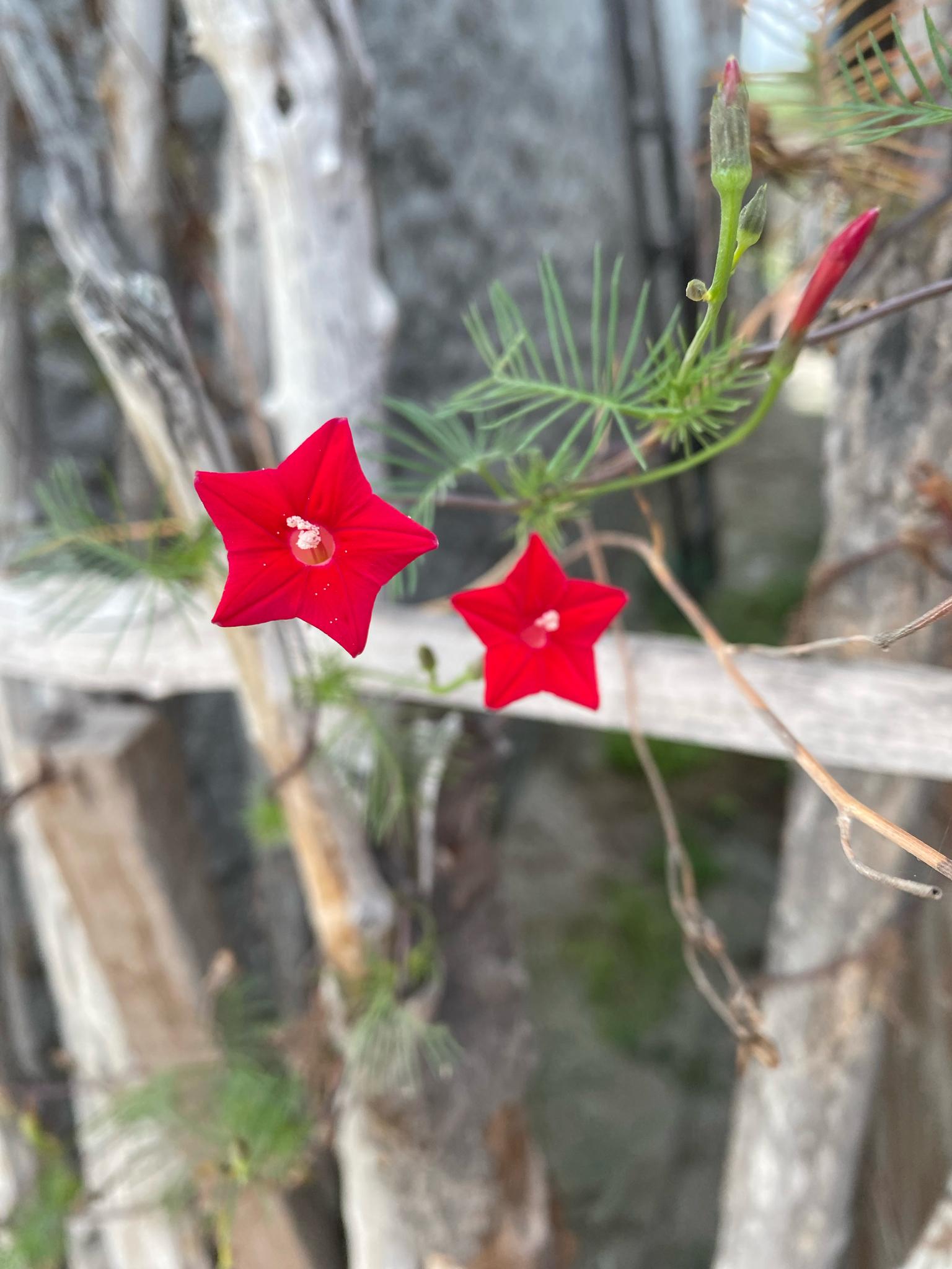 Ipomoea quamoclit