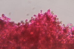 Psilocybe washingtonensis