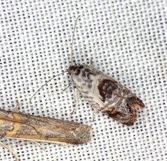 Eupselia carpocapsella