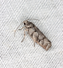 Lichenaula onychodes