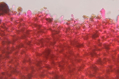 Psilocybe washingtonensis