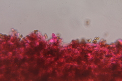 Psilocybe washingtonensis