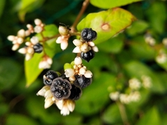 Persicaria chinensis