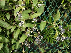 Persicaria chinensis