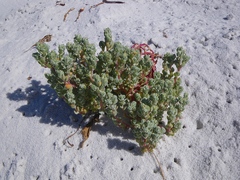 Atriplex billardierei