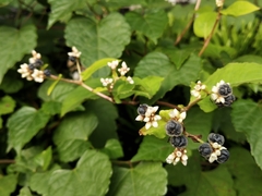 Persicaria chinensis