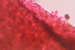 Psilocybe washingtonensis