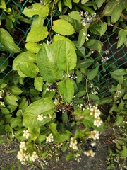 Persicaria chinensis