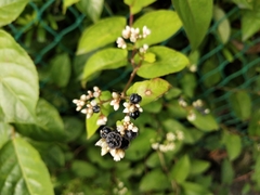Persicaria chinensis
