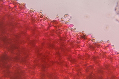 Psilocybe washingtonensis