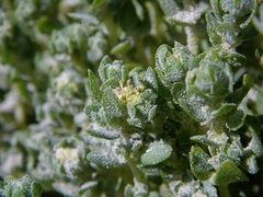 Atriplex billardierei