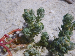 Atriplex billardierei