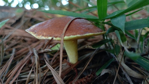 Suillus granulatus