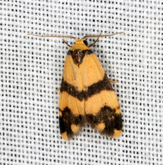 Thallarcha chrysochares