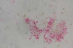 Psilocybe washingtonensis