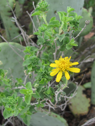 Jefea brevifolia (A.Gray) Strother