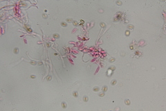 Psilocybe washingtonensis