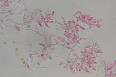 Psilocybe washingtonensis